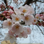 桜咲く								