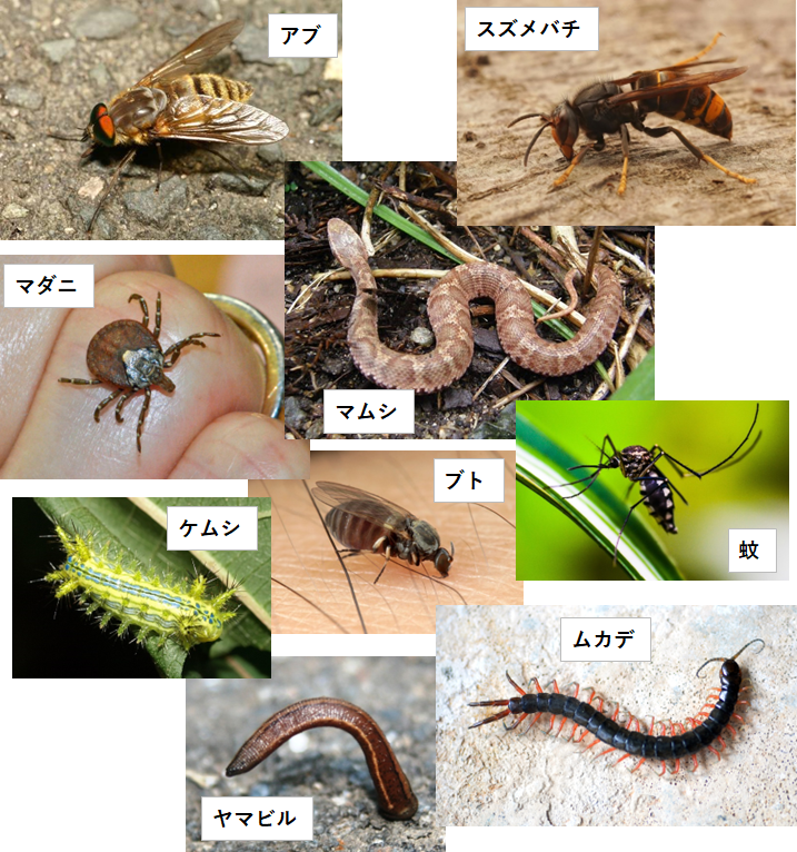 暑い夏をのりきろう！