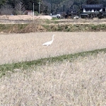 春が来た