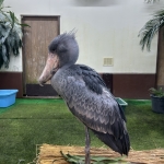 観察