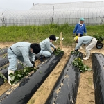 西浜芋の苗植え